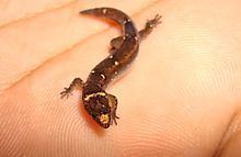 Coleodactylus natalensis httpsuploadwikimediaorgwikipediacommonsthu