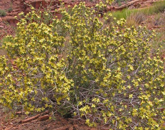 Coleogyne Southwest Colorado Wildflowers Coleogyne ramosissima