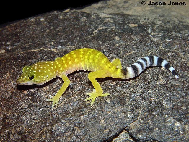 Coleonyx Peninsula Banded Gecko Coleonyx switaki switaki