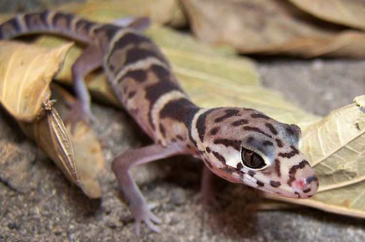 Coleonyx Coleonyx mitratus Central American banded gecko