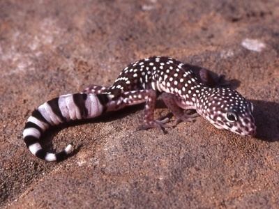 Coleonyx Coleonyx switaki geckos lizards Gecko love Pinterest Lizards