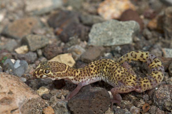 Coleonyx brevis Wild Herps Texas Banded Gecko Coleonyx brevis