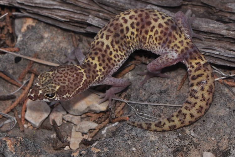 Coleonyx brevis Texas Banded Gecko Coleonyx brevis