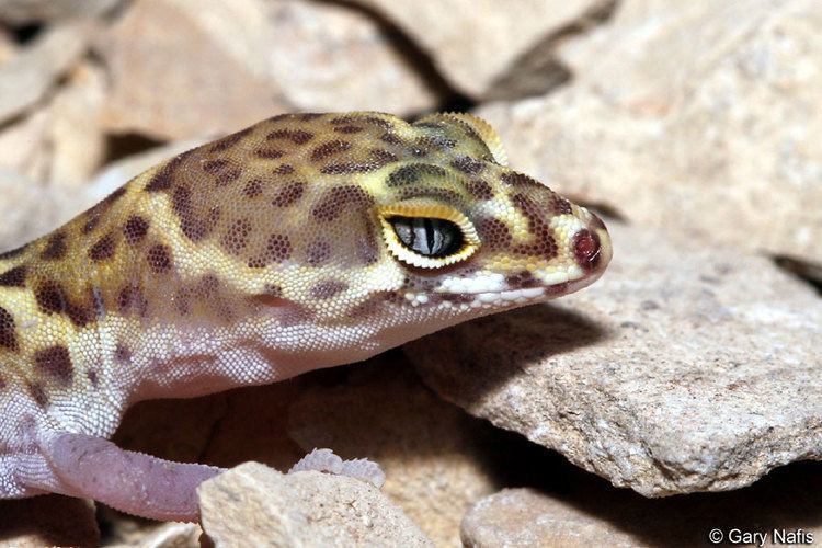 Coleonyx brevis Texas Banded Gecko Coleonyx brevis