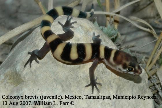 Coleonyx brevis Coleonyx brevis The Reptile Database