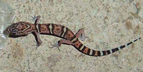 Coleonyx elegans Yucatan Banded Gecko Coleonyx elegans juv striped morph Flickr