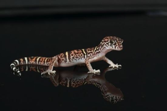 Coleonyx elegans Three to Get Ready Coleonyx Gecko Time Gecko Time