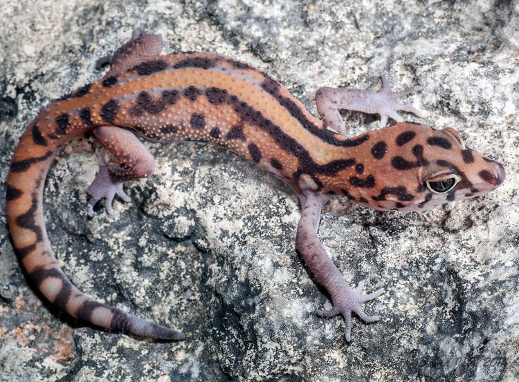Coleonyx elegans Yucatan Banded Gecko Coleonyx elegans David Jahn Flickr