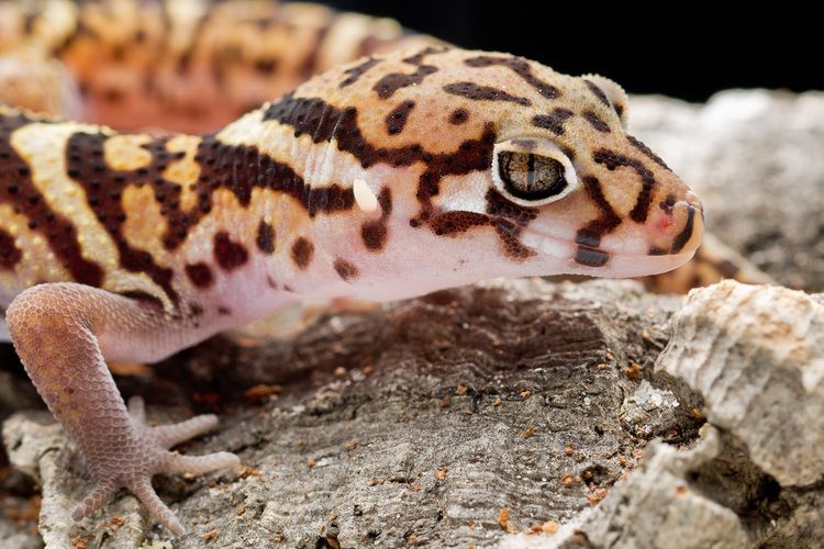 Coleonyx mitratus Central American Banded Gecko Coleonyx mitratus Austin Reptile