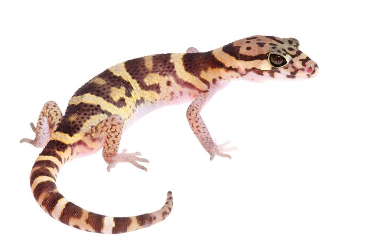 Coleonyx mitratus Central American Banded Gecko Coleonyx mitratus by Twan Leenders