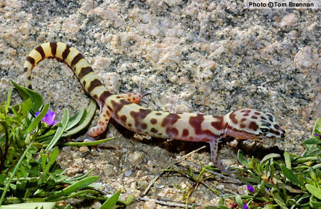Coleonyx variegatus Western Banded Gecko Coleonyx variegatus Reptiles of Arizona