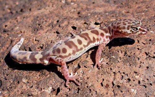 Coleonyx variegatus Coleonyx variegatus