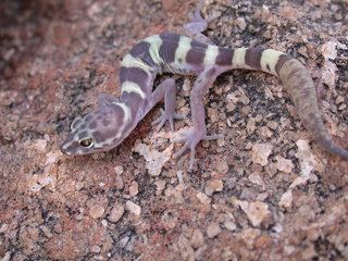 Coleonyx variegatus Coleonyx variegatus Western Banded Gecko Discover Life
