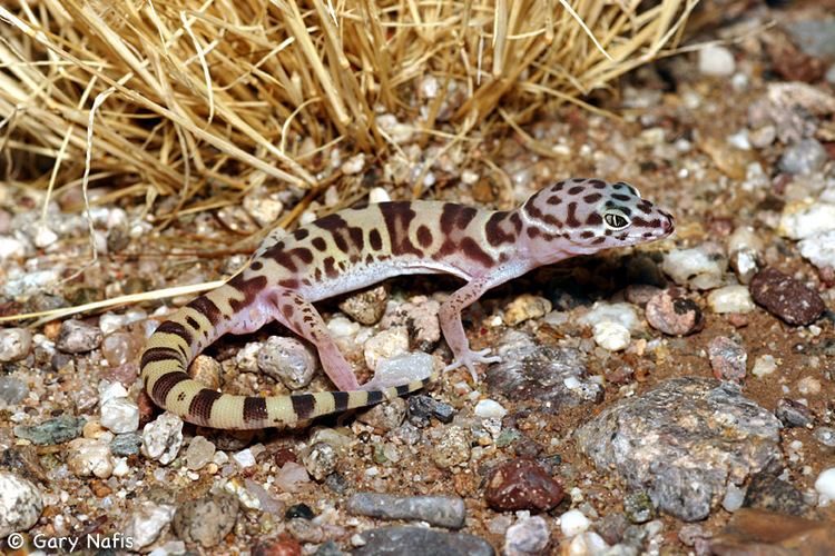 Coleonyx variegatus Tucson Banded Gecko Coleonyx variegatus bogerti
