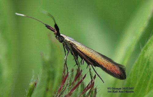 Coleophora Coleophora deauratella Insecta Lepidoptera Coleophoridae