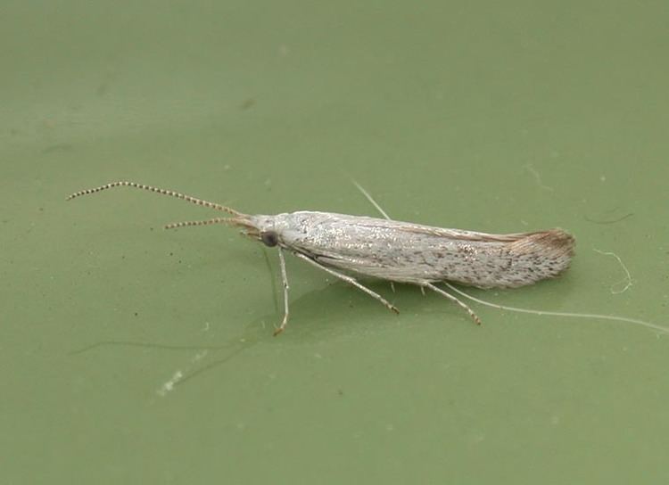 Coleophora Coleophora adspersella UKMoths