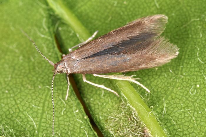 Coleophora Bestimmungshilfe des Lepiforums Coleophora Laricella