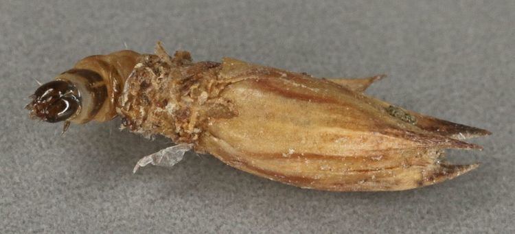 Coleophora adjunctella
