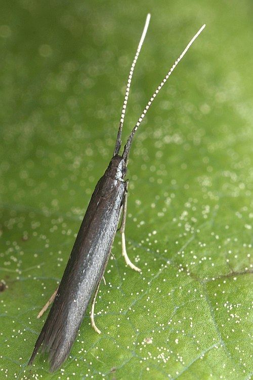 Coleophora albitarsella Bestimmungshilfe des Lepiforums Coleophora Albitarsella