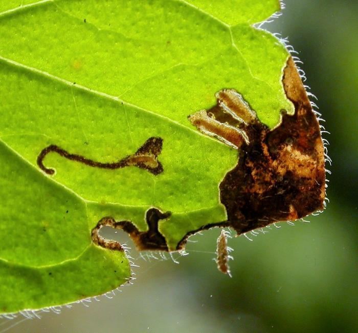 Coleophora albitarsella Coleophora albitarsella Zeller 1849 Vlaamse Vereniging voor