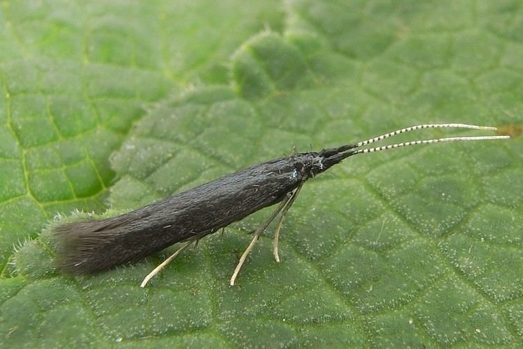 Coleophora albitarsella Bestimmungshilfe des Lepiforums Coleophora Albitarsella