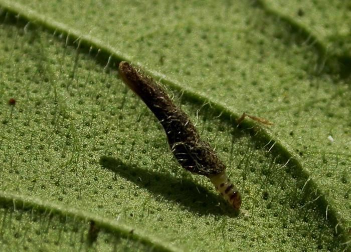 Coleophora albitarsella Coleophora albitarsella Zeller 1849 Vlaamse Vereniging voor