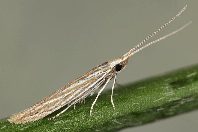 Coleophora Bestimmungshilfe des Lepiforums Coleophora Argentula