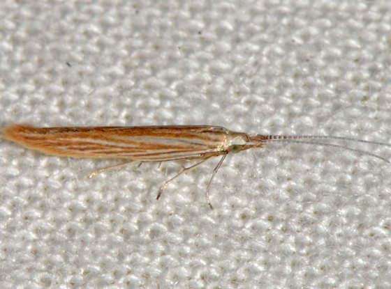 Coleophora cratipennella