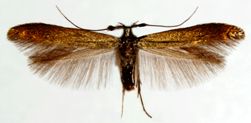 Coleophora deauratella Coleophora deauratella Insecta Lepidoptera Coleophoridae