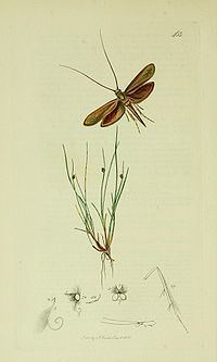 Coleophora frischella httpsuploadwikimediaorgwikipediacommonsthu