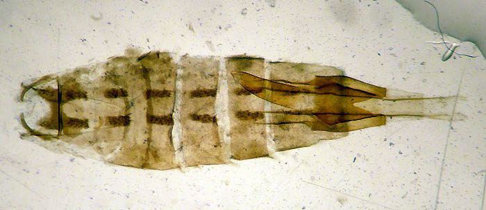Coleophora graminicolella