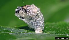 Coleophora kuehnella httpsuploadwikimediaorgwikipediacommonsthu