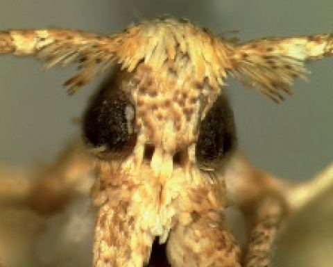 Coleophora micronotella