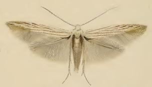 Coleophora obscenella