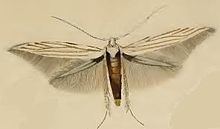 Coleophora pennella httpsuploadwikimediaorgwikipediacommonsthu