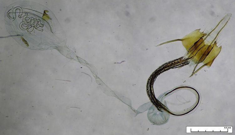 Coleophora saxicolella