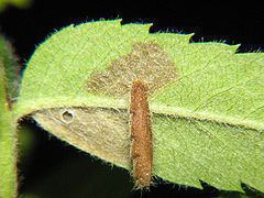 Coleophora serratella httpsuploadwikimediaorgwikipediacommonsthu