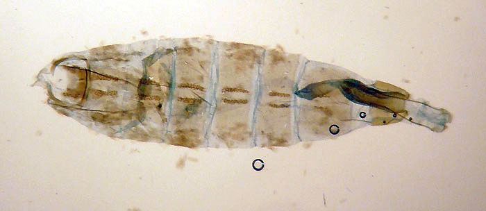 Coleophora tanaceti