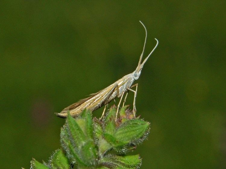 Coleophoridae FileColeophoridae Coleophora ornatipennellaJPG Wikimedia Commons