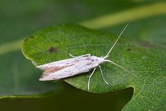 Coleophoridae httpsuploadwikimediaorgwikipediacommonsthu