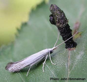 Coleophoridae Papua Insects Foundation LepidopteraColeophoridae