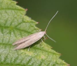 Coleophoridae Coleophoridae NatureSpot