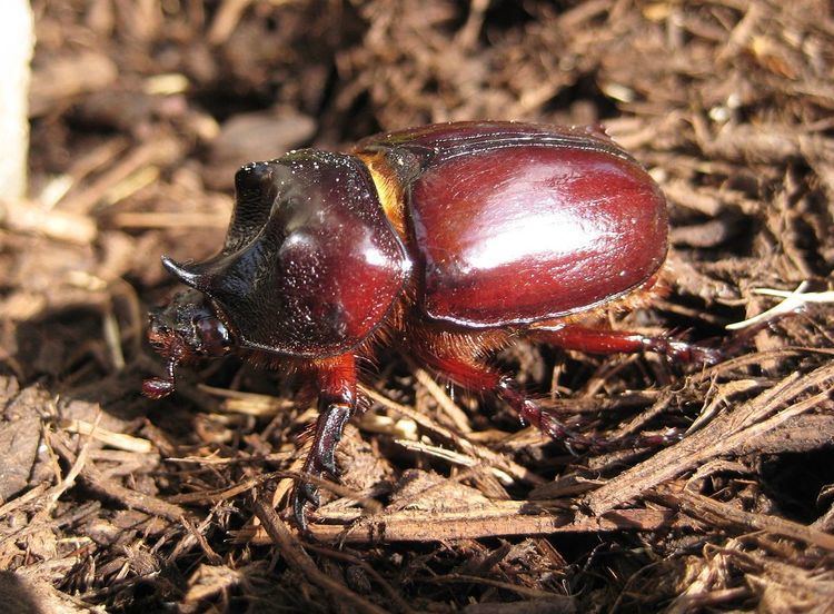 Coleoptera in the 10th edition of Systema Naturae