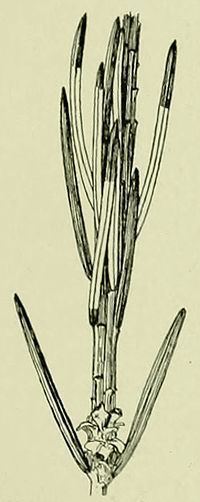 Coleotechnites piceaella httpsuploadwikimediaorgwikipediacommonsthu