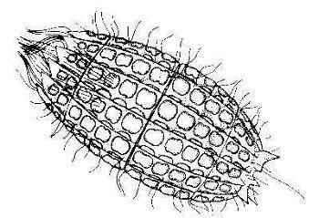 Coleps MicUK MICROSCOPY UK MICSCAPE coleps protozoa