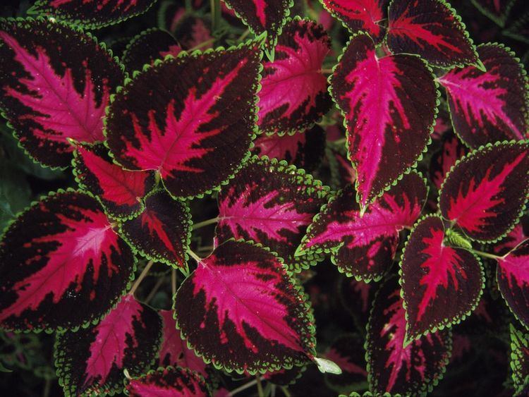 Coleus 1000 images about Coleus Love on Pinterest Gardens Copper and Sun