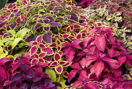 Coleus COLEUS The Garden of Eaden