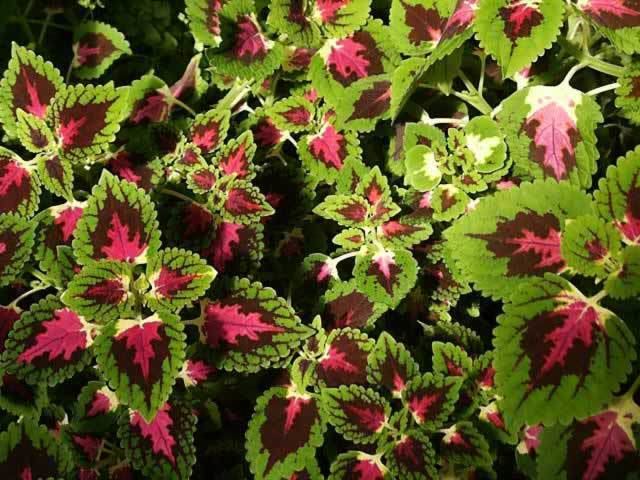 Coleus wwwthegardenhelpercompsdcoleusblumeijpg