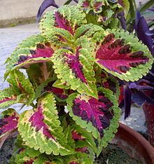 Coleus Coleus Wikipedia