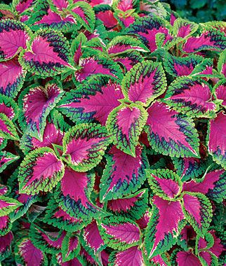 Coleus Coleus Seeds Watermelon Coleus Annual Flowers at Burpeecom